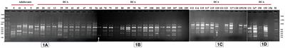 Development of highly discriminatory SCoT- and CBDP-based SCAR fingerprint for authentication of Indian senna (Senna alexandrina Mill.) formerly Cassia angustifolia Vahl.)